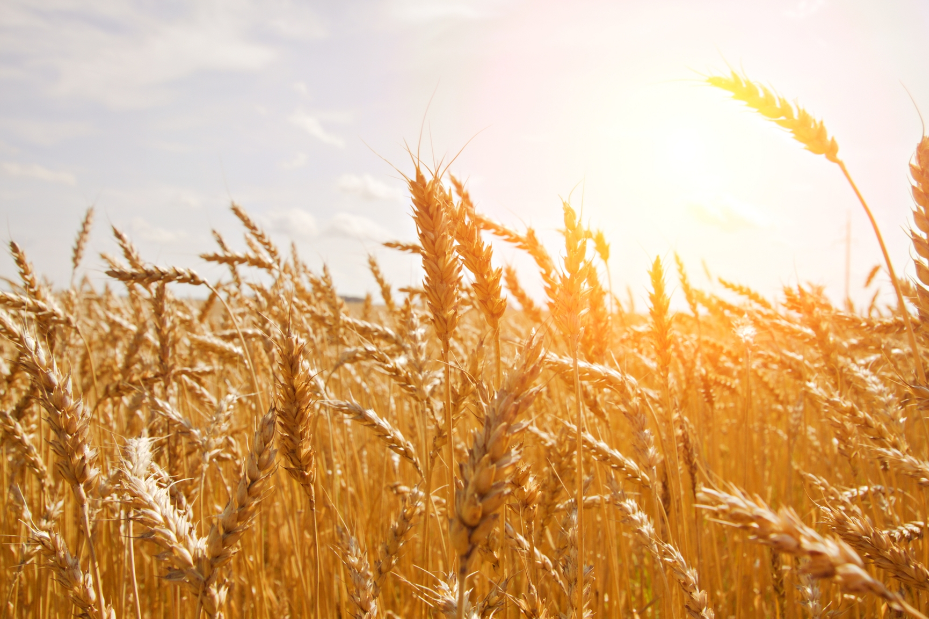 grain storage systems